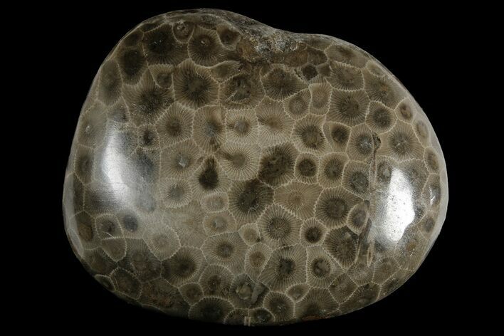Polished Petoskey Stone (Fossil Coral) - Michigan #177197